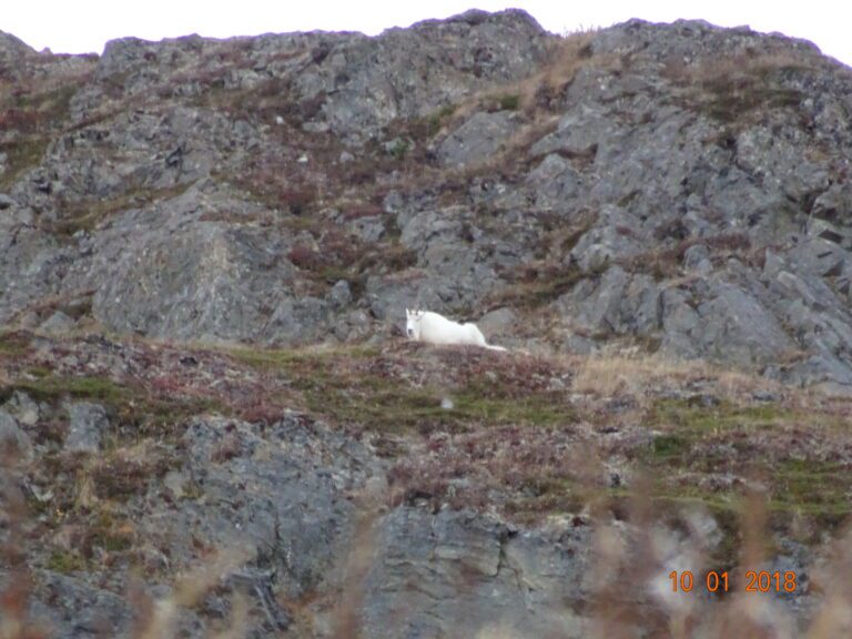 Curious Alaska Mountain Goat