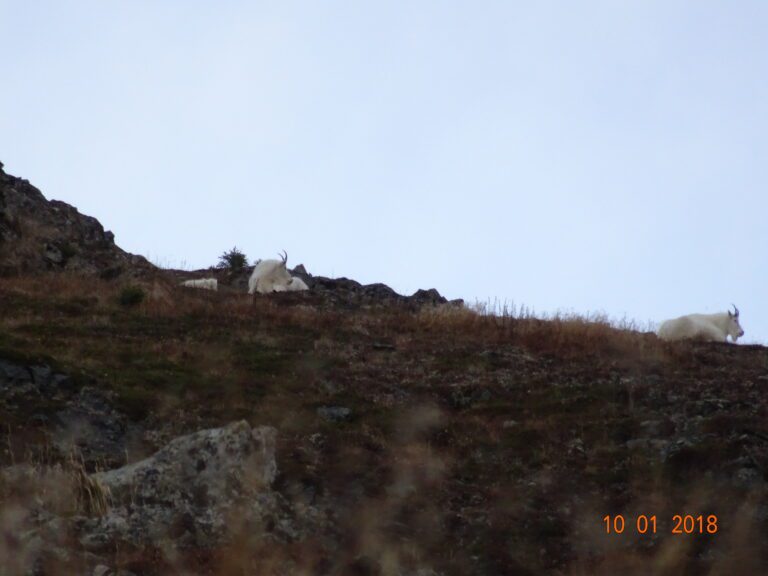 Alaska Mountain Goats Resting