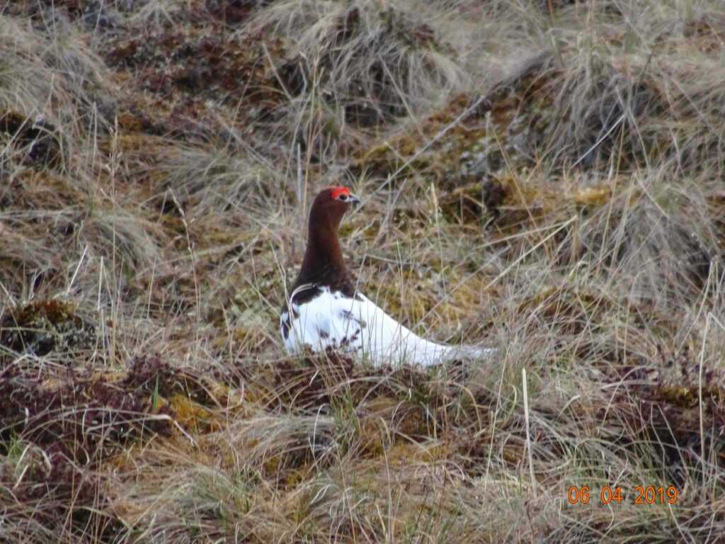 Pretty Alaska Ptarmigan