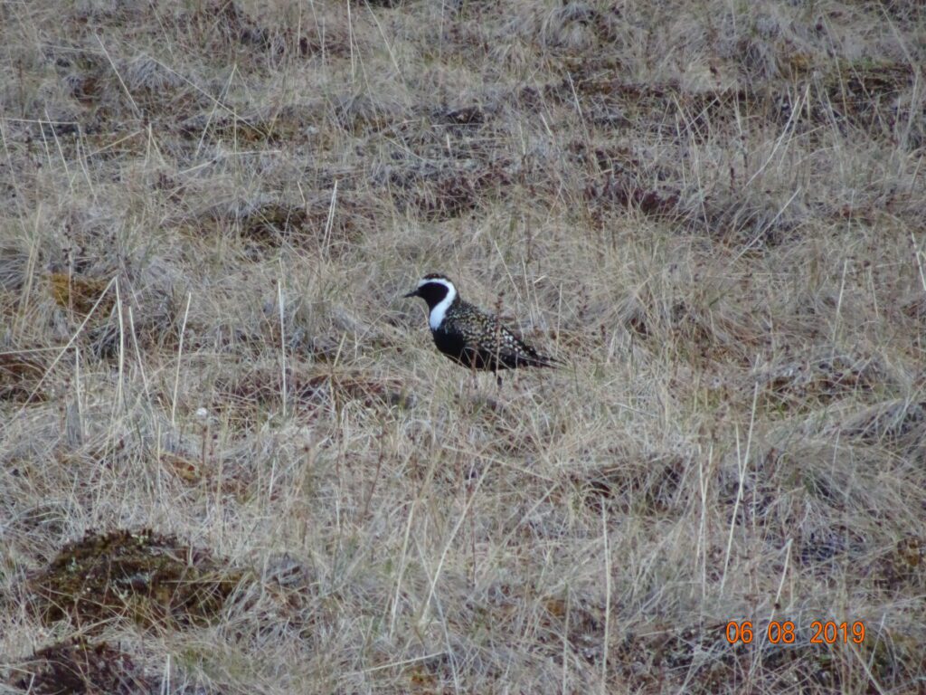 Cool Alaska Bird