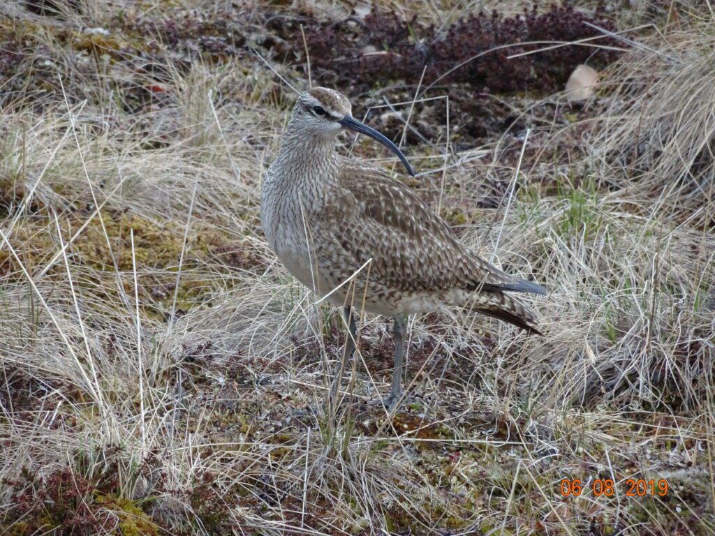 Alaska Snipe