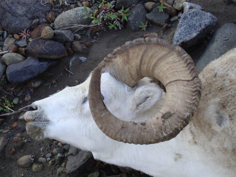 Alaska Full Curl Dall Sheep