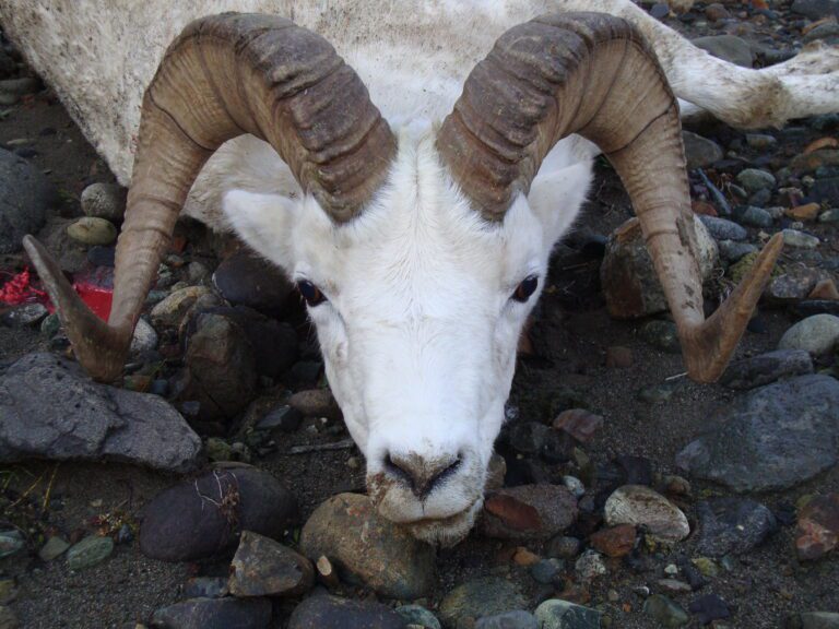 Nice Alaska Dall Sheep