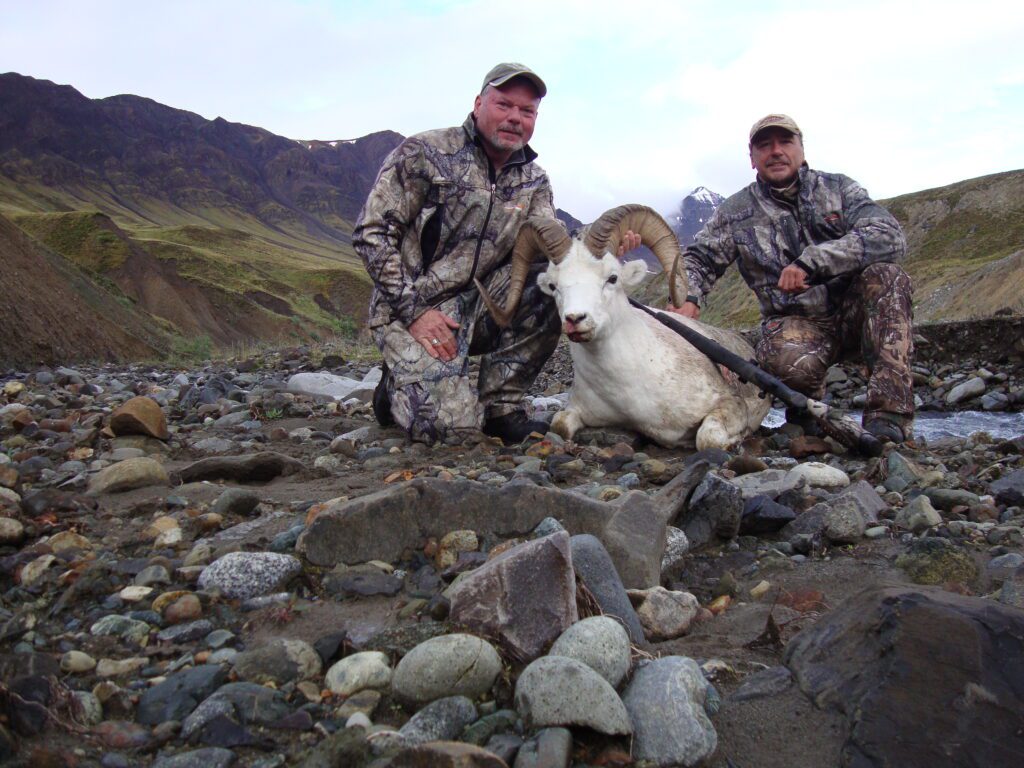 Great Last Day Alaska Dall Sheep Ram