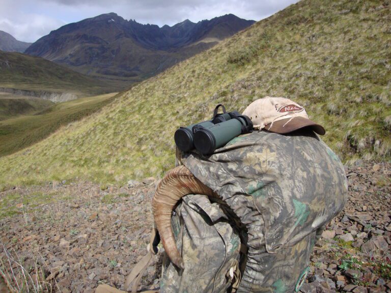 Alaska Dall Sheep Packing