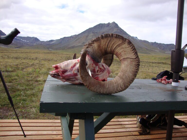 Alaska Dall Sheep Ram Full Curl