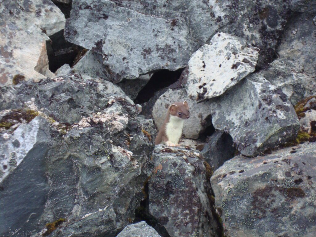 Alaska Weasel