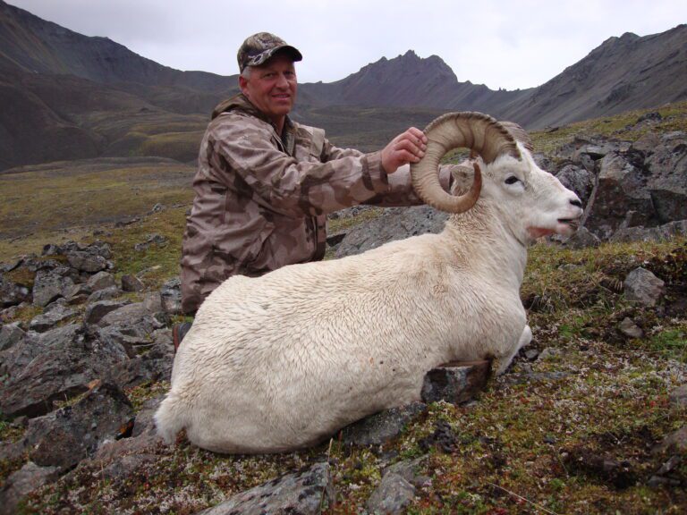 Great Alaska Dall Sheep