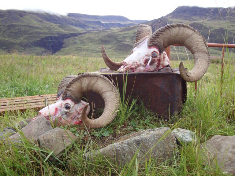 Alaska Dall Sheep Ram Harvest