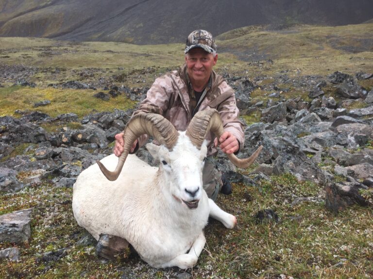 Wide Alaska Dall Sheep Ram