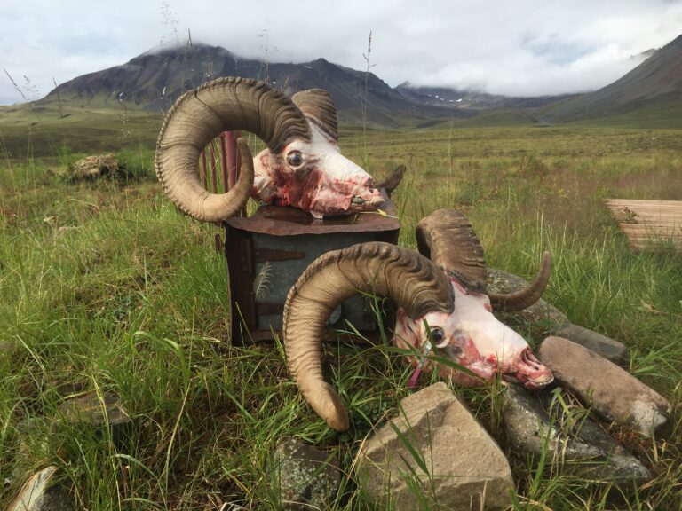 Couple Great Alaska Dall Sheep