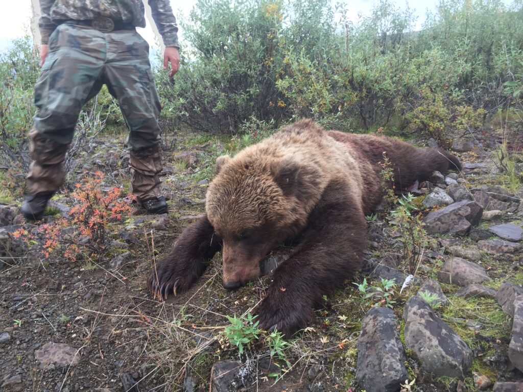 Pretty Colored Alaska Grizzly