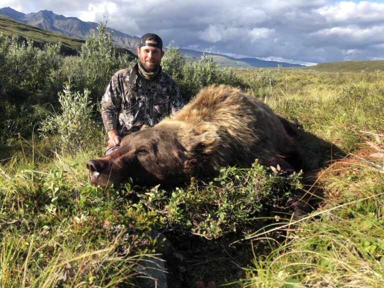 Great Alaska Grizzly