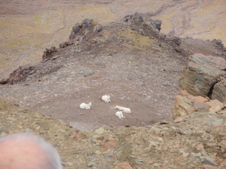 Alaska Rams Resting