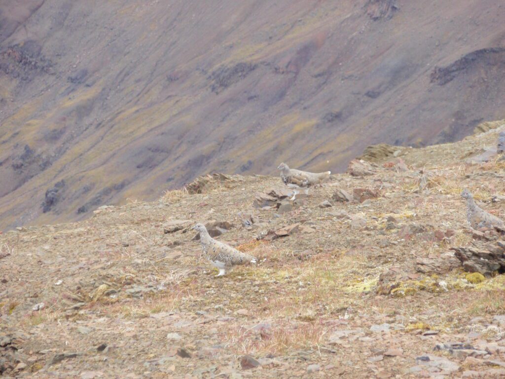 Ptarmigan Camo Alaska